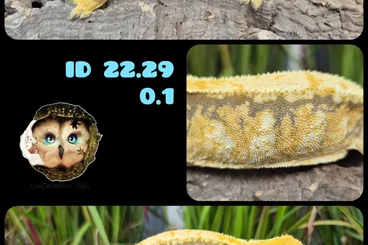 Geckos kaufen und verkaufen Foto: Kronengeckos/ Crested Geckos/ Correlophus Ciliatus