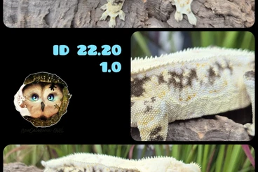 Lizards kaufen und verkaufen Photo: Kronengeckos/ Crested Geckos/ Correlophus Ciliatus