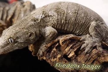 Geckos kaufen und verkaufen Foto: Rhacodactylus leachianus 0.0.2 Leachie