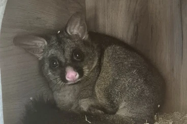 Exotische Säuger kaufen und verkaufen Foto: Fuchskusu (Trichosurus vulpecula) zu vergeben!