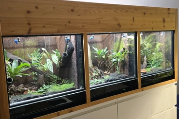 Terrarien kaufen und verkaufen Foto: Dendrobatenterrarium Anlag 3 x 50 ³ Würfel mit kompletter Technik