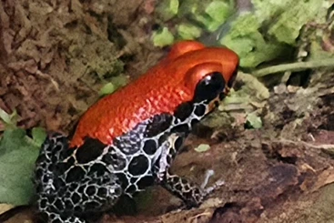 Pfeilgiftfrösche kaufen und verkaufen Foto: ranitomeya reticulata 1.1.1