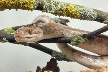 Boas kaufen und verkaufen Foto: 0.1 Epicrates maurus (vermutlich het albino)