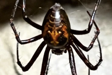 Spiders and Scorpions kaufen und verkaufen Photo: Meta menardi große Höhlenspinne