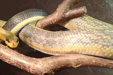 Schlangen kaufen und verkaufen Foto: Elaphe Taeniura Grabowski/ Ridleyi Cameron Highlands