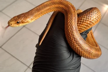 Snakes kaufen und verkaufen Photo: 1.1 Elaphe Dione Wladiwostock