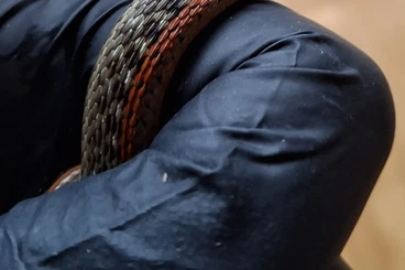 Snakes kaufen und verkaufen Photo: 3.3 Thamnophis sirtalis Flame 50 % het shuett Albino