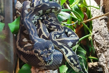 Pythons kaufen und verkaufen Photo: 1.1 Morelia spilota cheynei, NZ 2014