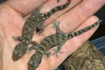 Echsen  kaufen und verkaufen Foto: Rhacodactylus trachycephalus, leachianus, sarasinorum