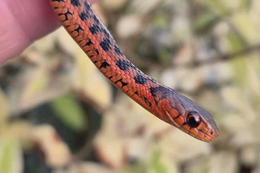 Nattern ungiftige  kaufen und verkaufen Foto: Thamnophis sirtalis flame erytrist 66% het amelanistisch