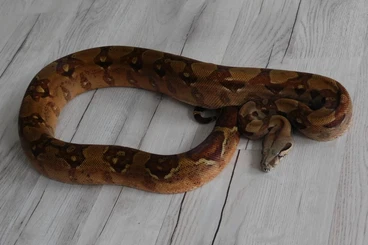 Boas kaufen und verkaufen Photo: 1.0 Hypo dh. (Berry) Blood & (Pink Panther) VPI+ Boa constrictor