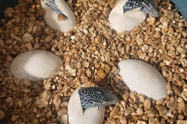 Monitor lizards kaufen und verkaufen Photo: Varanus macraei Nachzuchten 2025 – abzugeben!