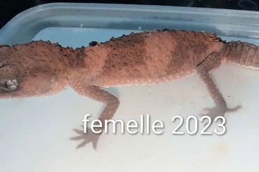 Geckos kaufen und verkaufen Photo: 1.1 Nephrurus cinctus 2024/2023