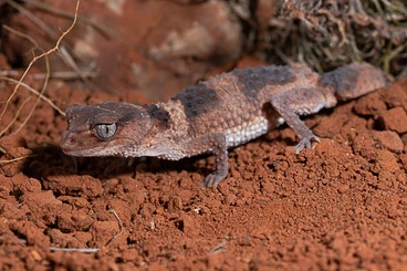 Geckos kaufen und verkaufen Photo: Nephrurus cinctus 2.1.1 23/25