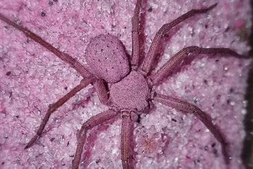 Spinnen und Skorpione kaufen und verkaufen Foto: Spinnen und Skorpione Übergabe in Hamm