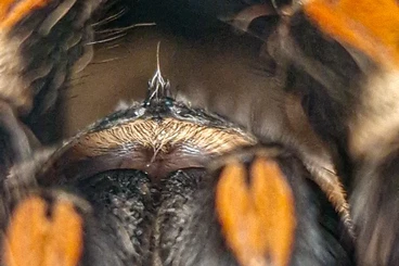 Vogelspinnen kaufen und verkaufen Foto: Vogelspinnen Übergabe Hamm
