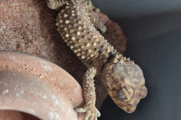 Geckos kaufen und verkaufen Photo: Nephrurus amyae reproducteur