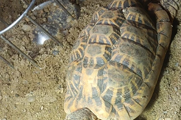 Schildkröten  kaufen und verkaufen Foto: Sternschildkröten abzugeben