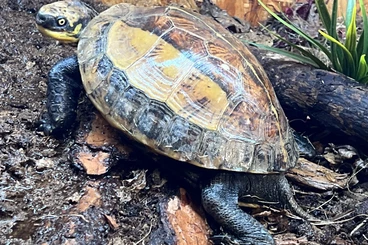 Turtles and Tortoises kaufen und verkaufen Photo: Available 1.0 Cuora Galbinifrons