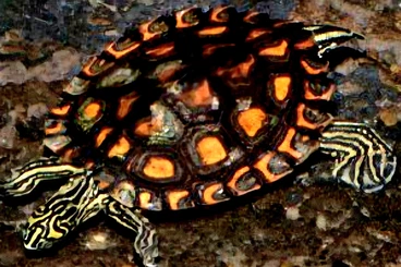 Turtles and Tortoises kaufen und verkaufen Photo: Chrysemys dorsalis,Graptemys flavimaculata NZ 2024/2025.  Abgabe jetzt