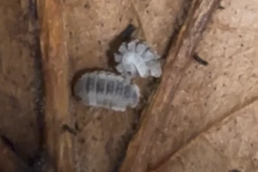 Insekten kaufen und verkaufen Foto: Reductoniscus tuberculatus