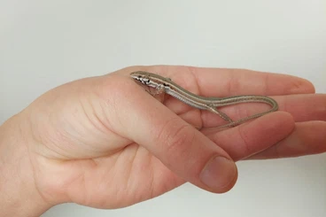 Lizards kaufen und verkaufen Photo: For december Hamm show 2025