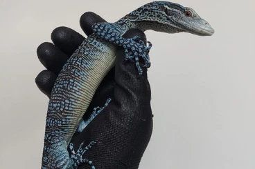 Warane kaufen und verkaufen Foto: 1.0 Varanus macraei for Hamm March 2026