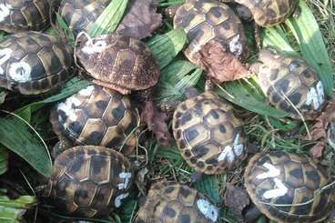 Landschildkröten kaufen und verkaufen Foto: Griechische Landschildkröten, Testudo h. boettgeri NZ 25