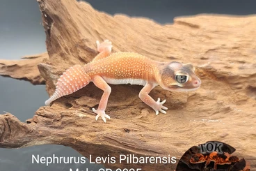 Geckos kaufen und verkaufen Photo: Nephrurus Levis Pilbarensis CB 2025