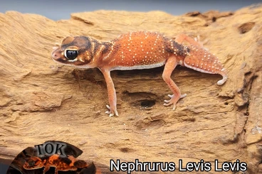 Geckos kaufen und verkaufen Foto: Nephrurus Levis Levis & Pilbarensis CB 2025