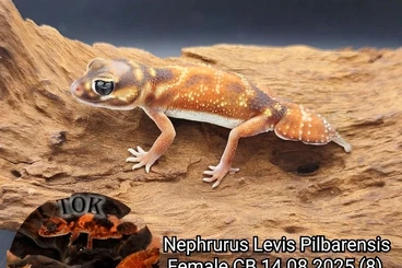 Geckos kaufen und verkaufen Photo: Nephrurus levis pilbarensis – NZ 2025 abzugeben