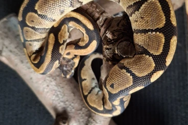 Königspythons kaufen und verkaufen Foto: Junge Königspython Zucht