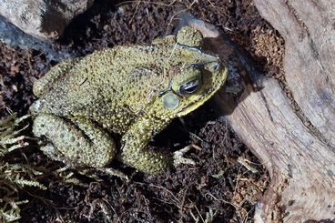 frogs kaufen und verkaufen Photo: Incilius luetkenii, adult males