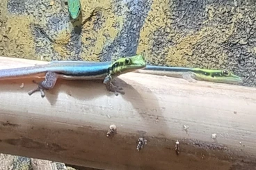 Geckos kaufen und verkaufen Foto: Phelsuma klemmeri in Hamm 14.03.26