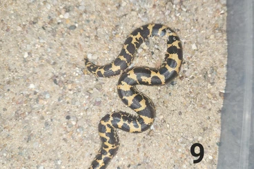 Boas kaufen und verkaufen Photo: HAMM: 2.2 Kenianische Sandboas(Erxy colubrinus loveridgei) NZ 08/2025