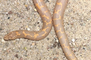 Boas kaufen und verkaufen Photo: HAMM: 2.0 Albino Kenianische Sandboas(Erxy colubrinus loveridgei)NZ25