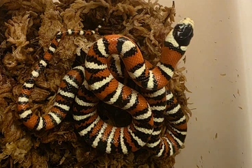 Schlangen kaufen und verkaufen Foto: Lampropeltis pyromelana applegate 2025