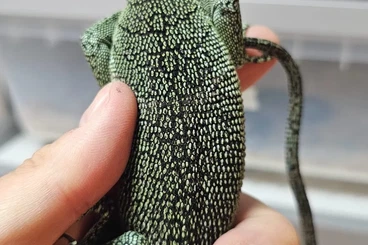 Warane kaufen und verkaufen Foto: Varanus resingeri and black dragons