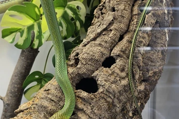 Snakes kaufen und verkaufen Photo: 1.1 Ptyas nigromarginatus