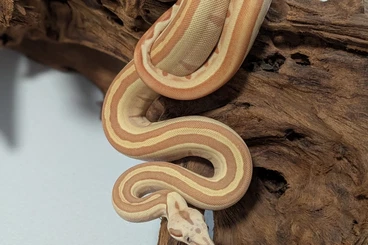 Boas kaufen und verkaufen Photo: Boa c. imperator VPI Labyrinth
