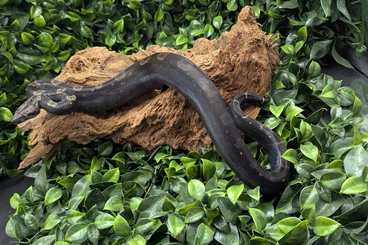 Boas kaufen und verkaufen Photo: Boa c i Blood, het..poss Leo