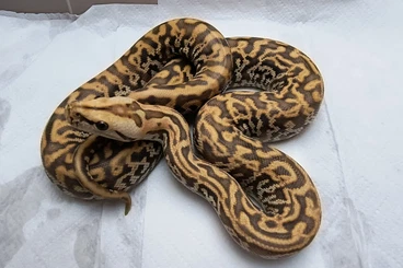 Pythons kaufen und verkaufen Photo: Python Bivittatus / Burmese Pythons - 2025