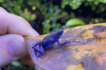 frogs kaufen und verkaufen Photo: Oophaga pumilio