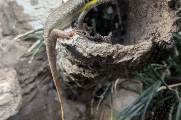 Skinks kaufen und verkaufen Photo: Blauschwanzskink - Trachylepis quinquetaeniata