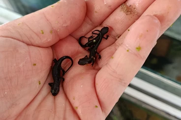 Molche kaufen und verkaufen Foto: Chinesische Feuerbauchmolche - Cynops orientalis