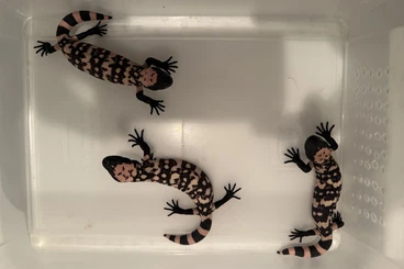 Lizards kaufen und verkaufen Photo: Heloderma  suspectum Cb 2025