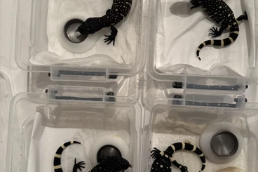 Echsen  kaufen und verkaufen Foto: Heloderma horridum horridum Cb 26