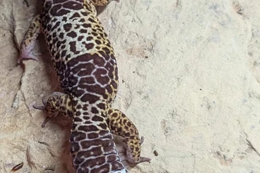 Echsen  kaufen und verkaufen Foto: Eublepharis fuscus, Männchen, adult