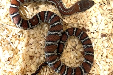 Schlangen kaufen und verkaufen Foto: Lampropeltis mexicana mexicana