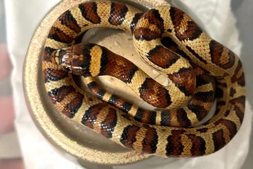 Nattern ungiftige  kaufen und verkaufen Foto: Junglecorn / Hyprid Kornnatter Königsnatter